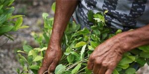 La retórica de Petro y López Obrador contra las drogas