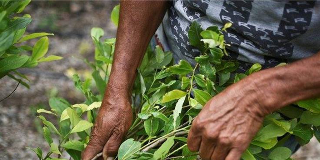 La retórica de Petro y López Obrador contra las drogas