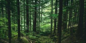 Encuentran en un bosque los restos de un niño desaparecido hace 20 años