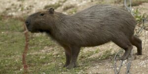 las autoridades chinas capturan a Doubao, una capibara que se había escapado hace dos meses de un zoo
