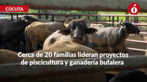 Bufapaz, el proyecto de firmantes de paz que impulsa la economía rural en Cúcuta