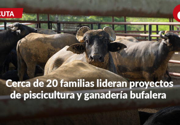 Bufapaz, el proyecto de firmantes de paz que impulsa la economía rural en Cúcuta