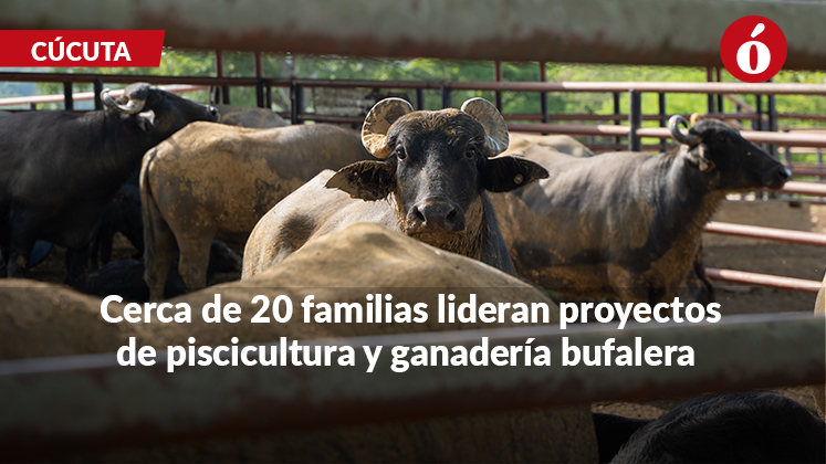 Bufapaz, el proyecto de firmantes de paz que impulsa la economía rural en Cúcuta