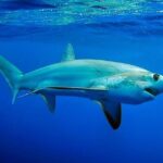 Muere una mujer de 65 años tras el ataque de un tiburón en una playa de Sudáfrica