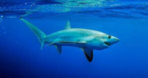 Muere una mujer de 65 años tras el ataque de un tiburón en una playa de Sudáfrica