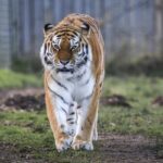 Un tigre mata a un joven que entró en su recinto en un zoológico de Inglaterra