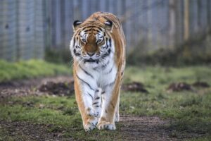 Un tigre mata a un joven que entró en su recinto en un zoológico de Inglaterra