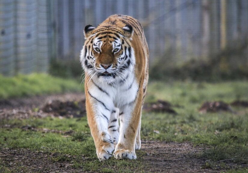 Un tigre mata a un joven que entró en su recinto en un zoológico de Inglaterra