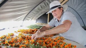 así se benefician las mujeres rurales